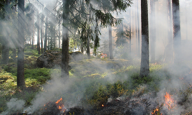 Pågående skogsbrand med rökutveckling och eld.